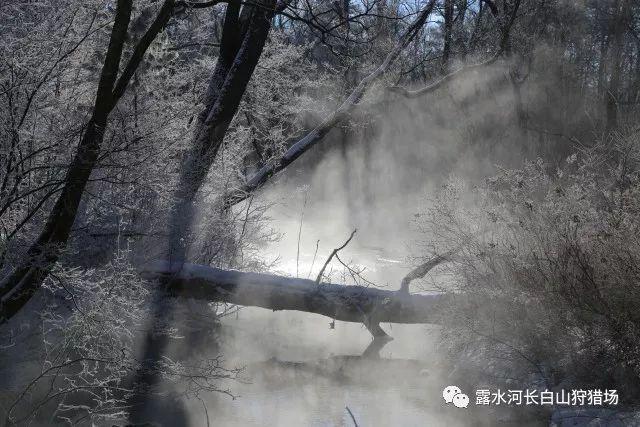 魔狐泡泡龙